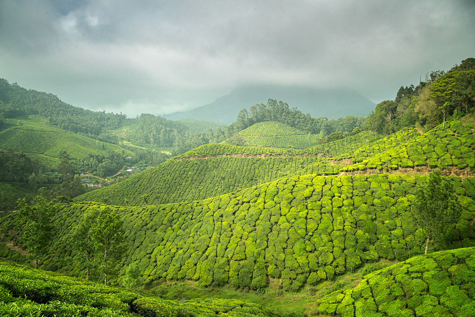 Tea Plantation